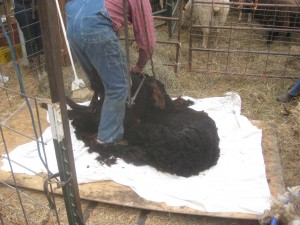 Danny Smith, our professional sheep shearer from Missouri, finishes up a black ewe while the next sheep waits beyond the gate.